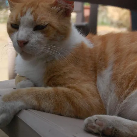 Bliss Garden Retreat Private Near Center بيت شباب شكودر