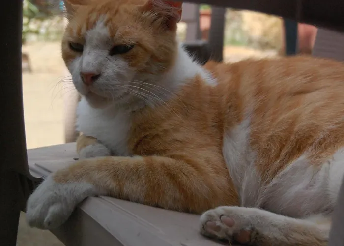 Bliss & Tours Hostel Szkodra